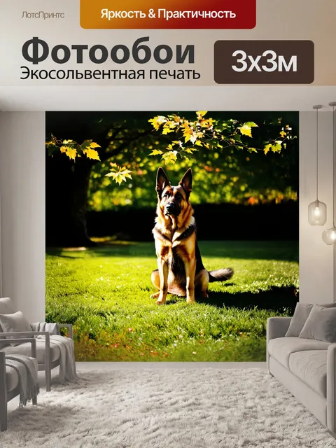 Фотообои Неподвижная немецкая овчарка сидит на зелёной лужайке