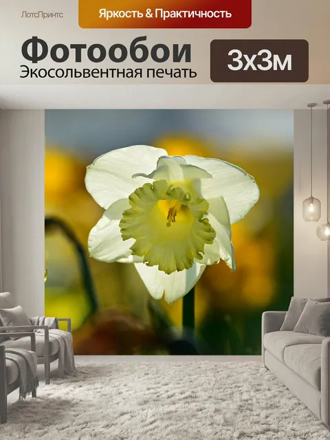 Фотообои Нарцисс, цветок, завод
