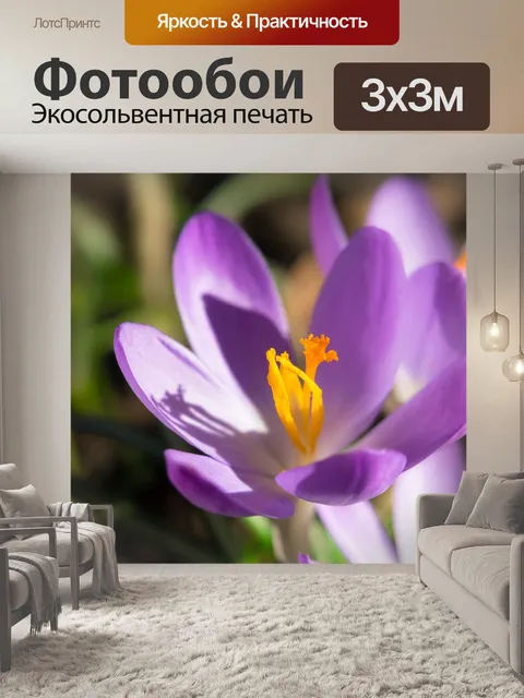 Фотообои Крокус, цветок, фиолетовый