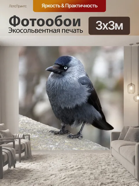 Фотообои Галка, птица, перо