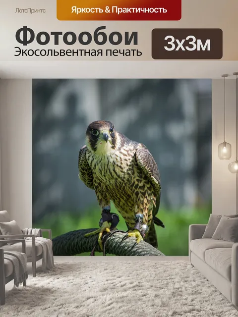 Фотообои Сокол, соколиная охота, птица