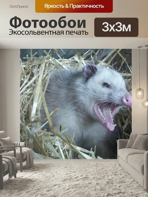 Фотообои Опоссум, зубы, шерсть
