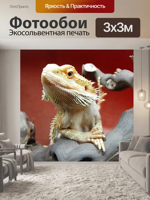 Фотообои Бородатая агама, рептилия, pogona vitticeps