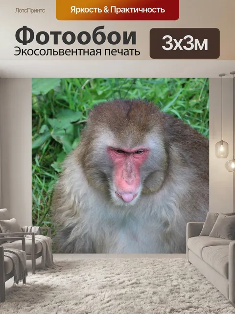 Фотообои Обезьяна, примат, макака