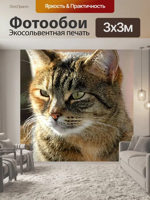 Фотообои Кот, животное, домашнее животное