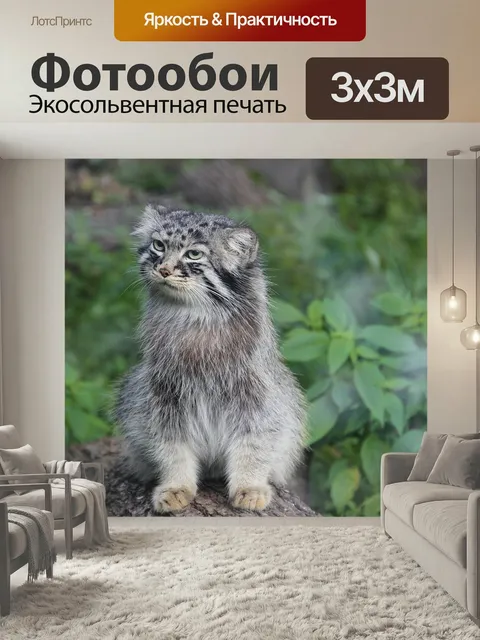 Фотообои Манул, лето, дикое животное