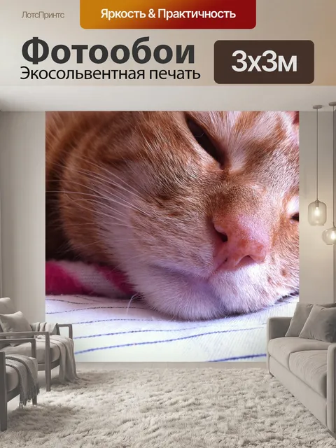 Фотообои Кошка, рыжий кот, домашний питомец