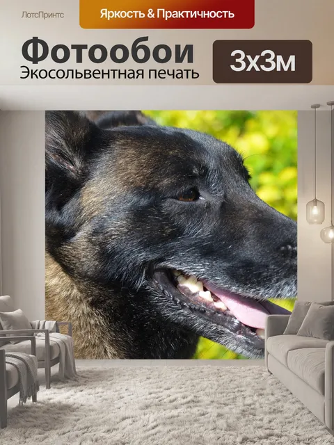Фотообои Собака, бельгийский малинуа, животное