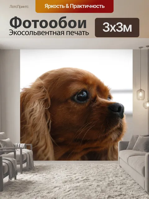 Фотообои Кавалер кинг чарльз, голова собаки, спаниель
