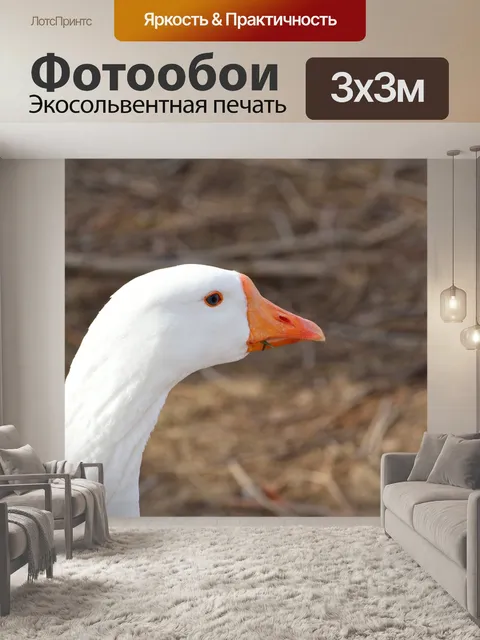 Фотообои Большой снежный гусь, болотная птица, крупный план