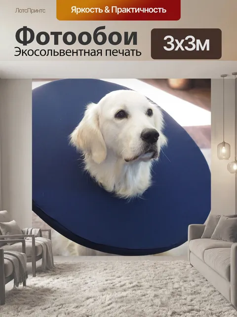 Фотообои Золотистый ретривер, собака, грация золотой пустоши