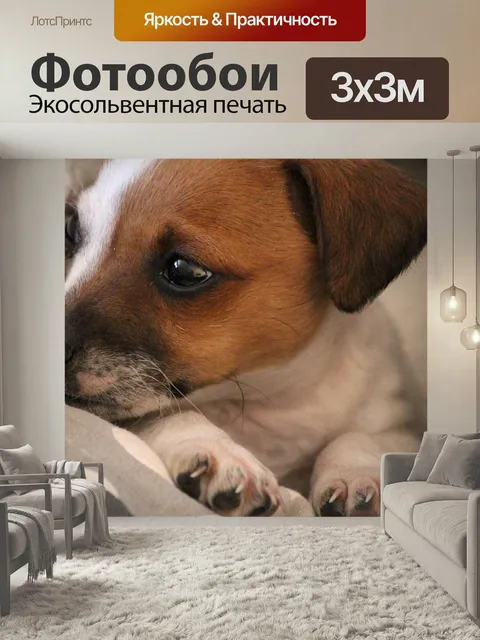 Фотообои Собака, щенок, джек рассел