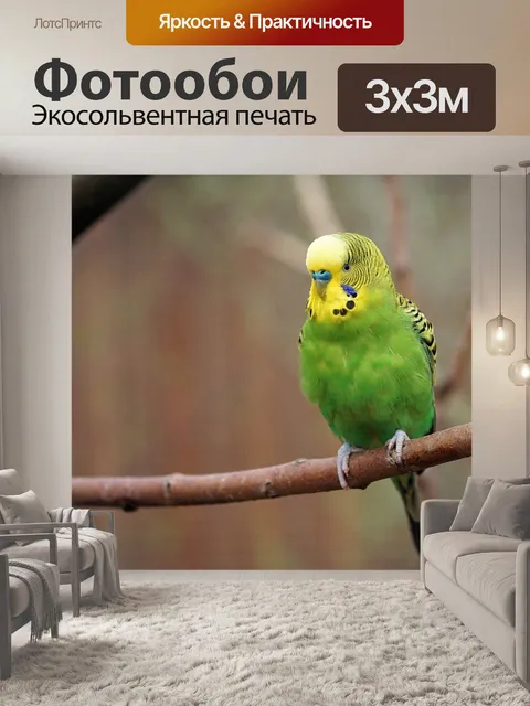 Фотообои Волнистый попугайчик, птица, попугай