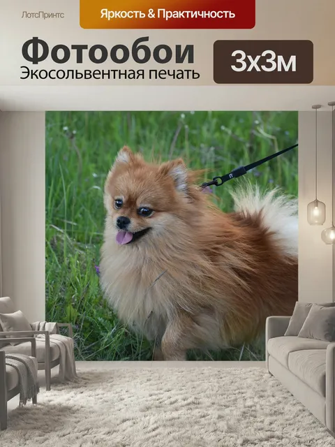 Фотообои Собака, пес, шпиц