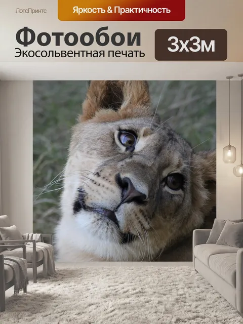 Фотообои Лев, львица, дикий