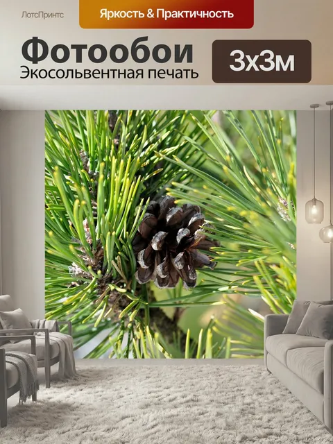 Фотообои Сосна, дерево, сосновая шишка