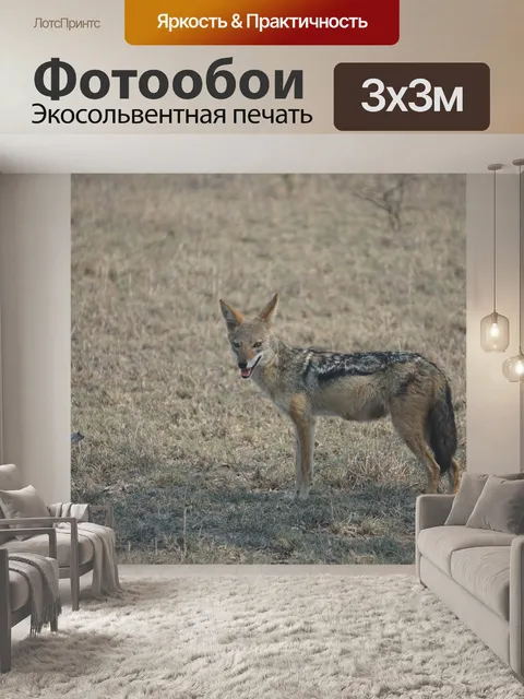 Фотообои Шакал, южная африка, дикая природа