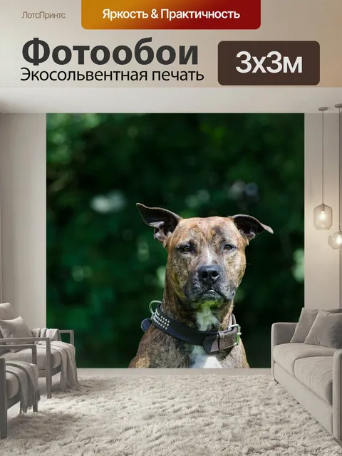 Фотообои Стаффорд, американский стаффордширский терьер, терьер
