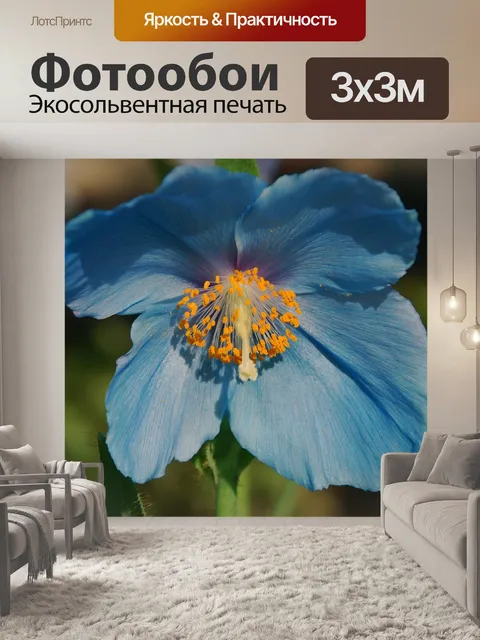 Фотообои Синий мак, цветок, цвести