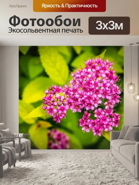 Фотообои Спирея японская, японская спирея, нана