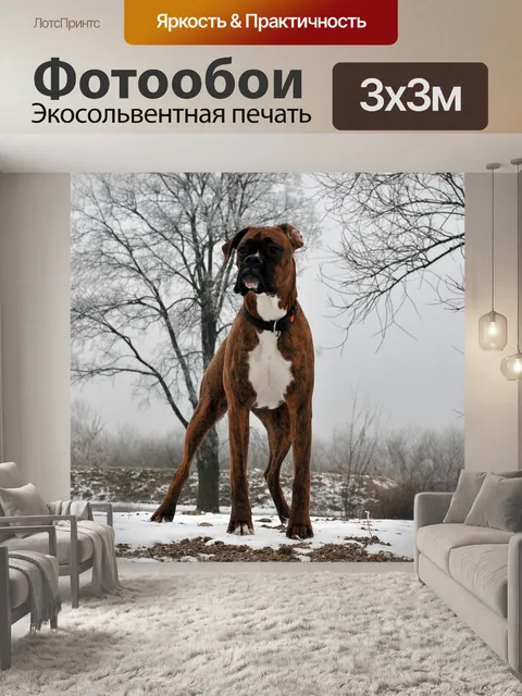 Фотообои Животное, собака, боксер