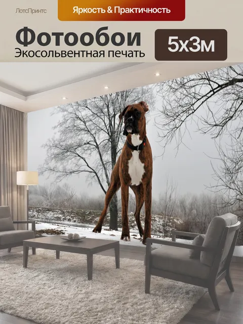 Фотообои Животное, собака, боксер