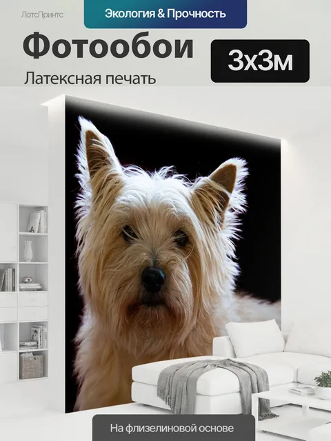 300 × 300 см · Латексная печать