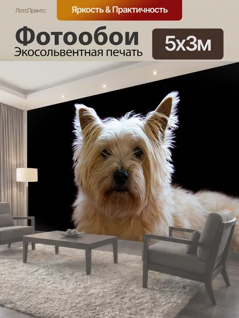 Фотообои Собака, керн терьер, животное