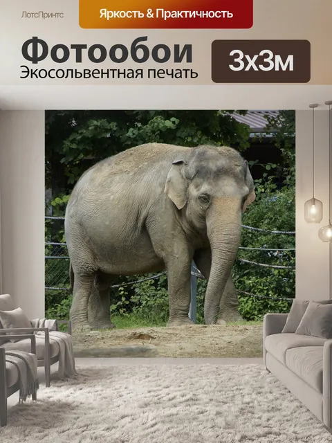Фотообои Слон, индийский слон, животное