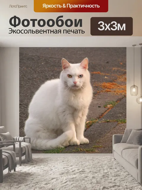 Фотообои Кот, домашняя кошка, белый кот