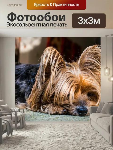 Фотообои Йоркширский терьер, собака, небольшой