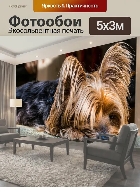 Фотообои Йоркширский терьер, собака, небольшой