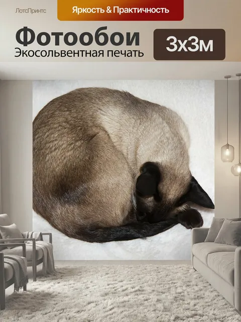 Фотообои Сиамский, тайский siam, кот