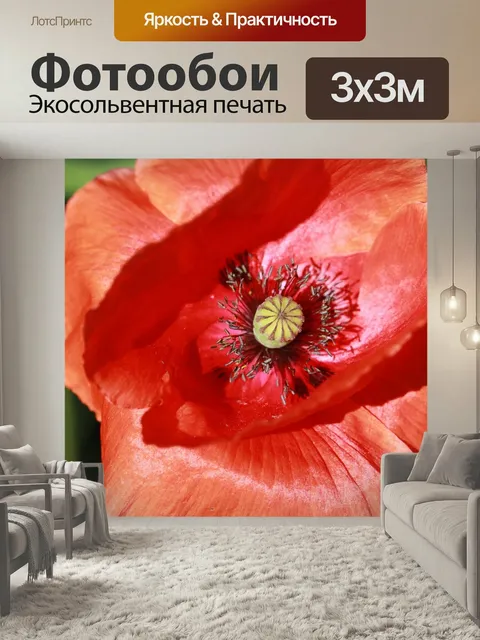 Фотообои Цветок, мак, цвести