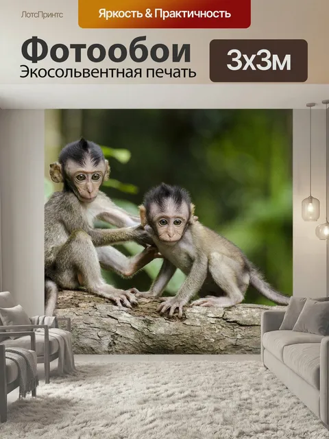 Фотообои Обезьяны, природа, животные