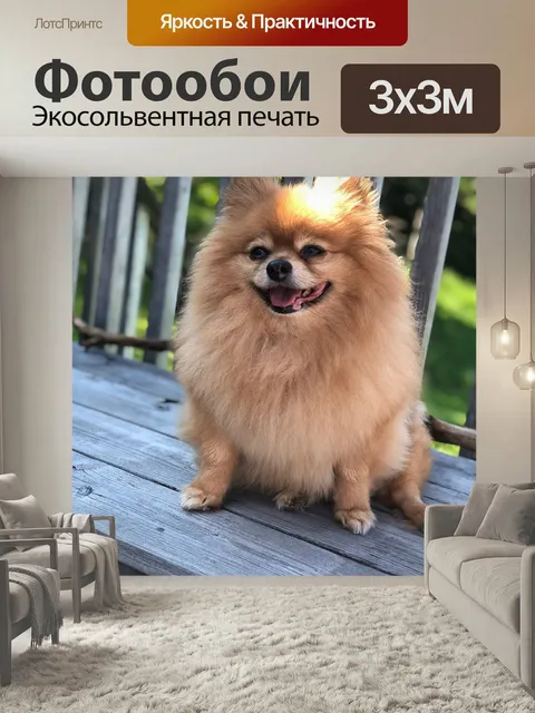 Фотообои Померанский шпиц, собака, домашний питомец