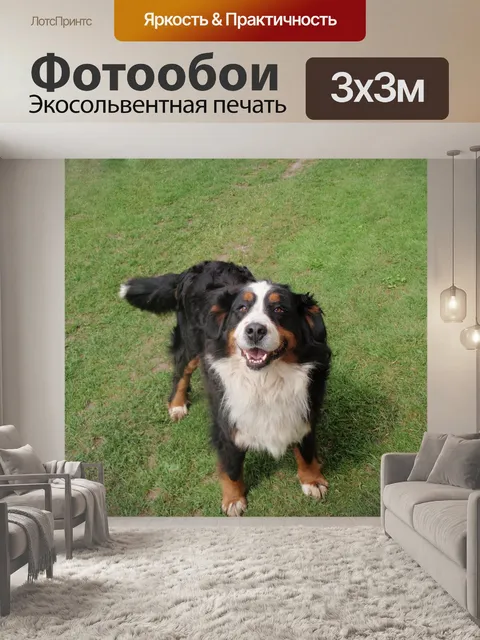 Фотообои Собака, бернский зенненхунд, горная собака