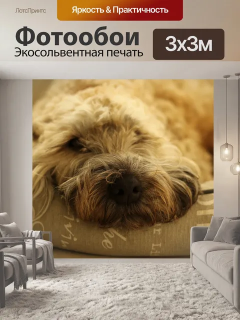 Фотообои Собака, терьер, пшеничный
