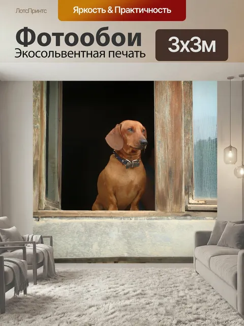 Фотообои Такса, домашний питомец, собака