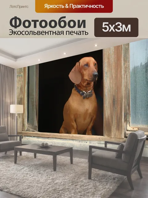 Фотообои Такса, домашний питомец, собака