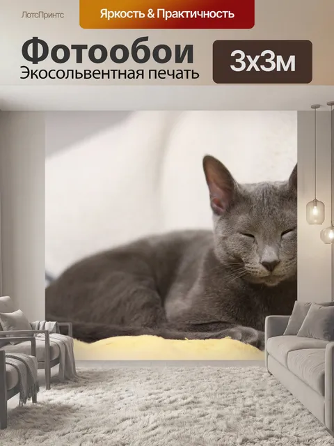 Фотообои Кошка, русская голубая, кот