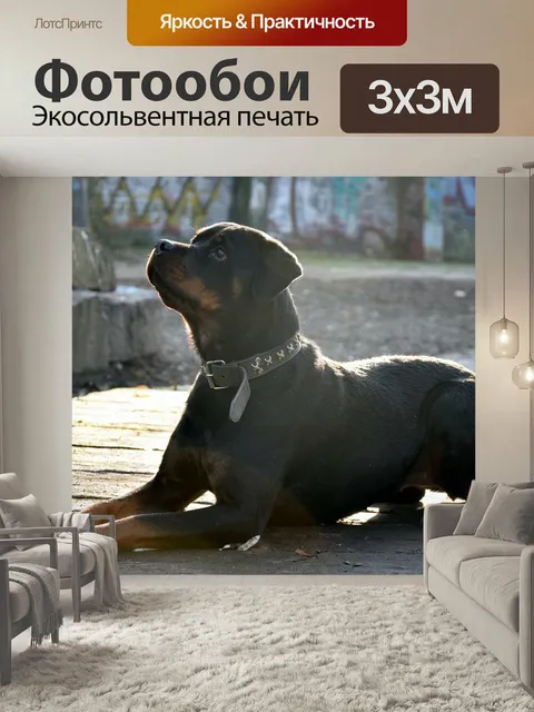 Фотообои Ротвейлер, собака, туман