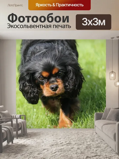 Фотообои Кинг чарльз кавалер спаниель, милый, восхитительный