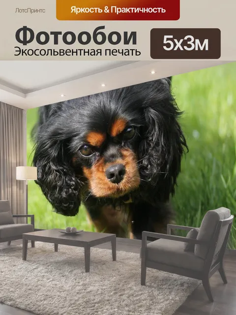 Фотообои Кинг чарльз кавалер спаниель, милый, восхитительный
