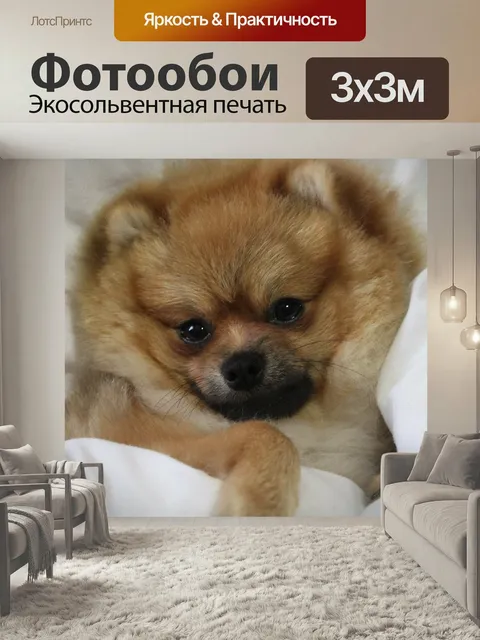Фотообои Померанский шпиц, миниатюрный шпиц, тедди