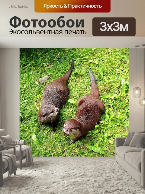 Фотообои Выдра, пушистый, картинка животных