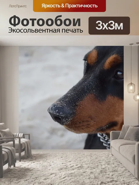 Фотообои Собака, немецкий пинчер, пинчер