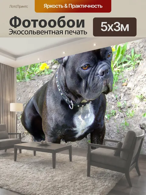 Фотообои Французский бульдог Нора на землю Бульдог Нора сидела на плесень