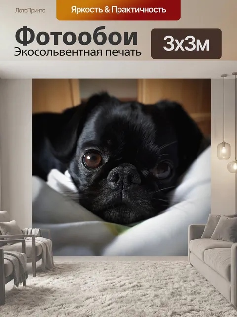 Фотообои Мопс, собака, лояльный к