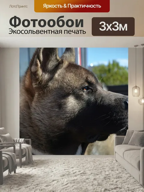 Фотообои Собака, акита, американская акита